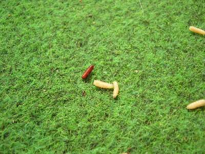 Photo 087.jpg