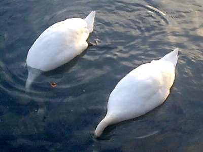 Lebedi Zürichsee