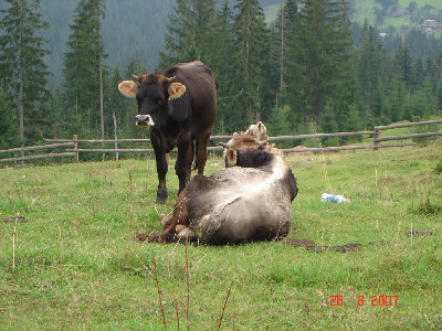 Корова з гір Карпат